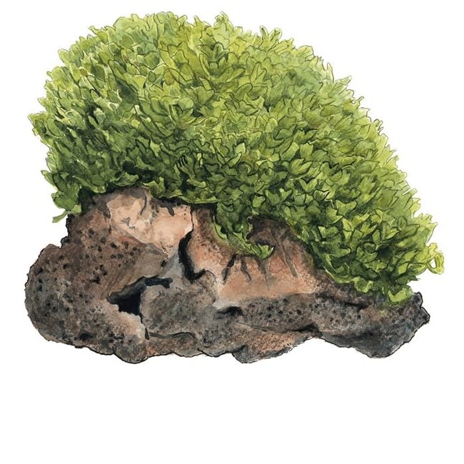 Monosolenium tenerum, Liverwort 1-2-Grow!