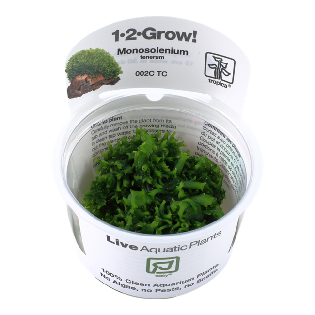 Monosolenium tenerum, Liverwort 1-2-Grow!