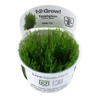Taxiphyllum alternans 'Taiwan' Moss 1-2-Grow