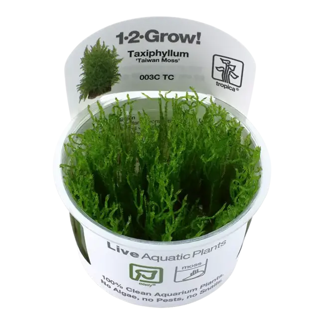 Taxiphyllum alternans 'Taiwan' Moss 1-2-Grow