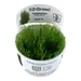 Taxiphyllum alternans 'Taiwan' Moss 1-2-Grow