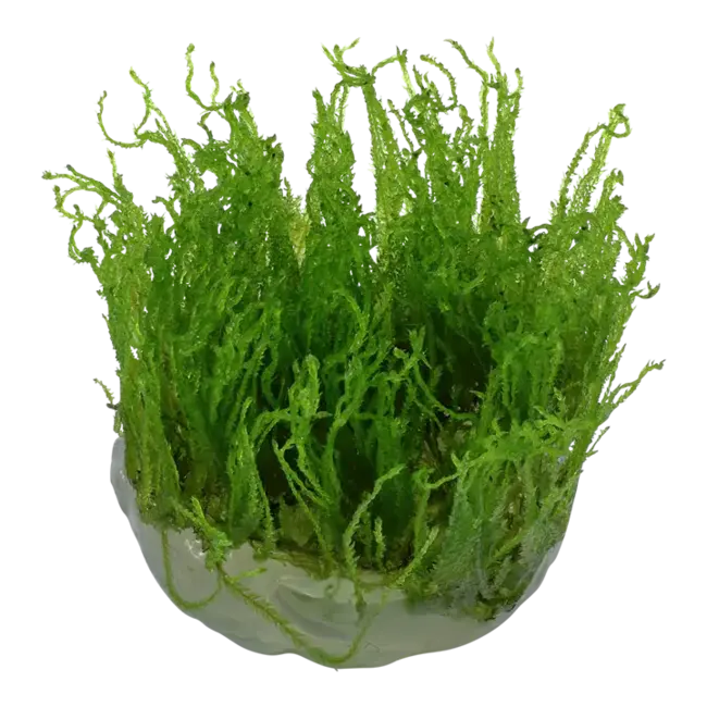 Taxiphyllum alternans 'Taiwan' Moss 1-2-Grow