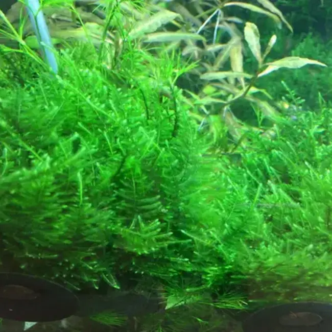 Taxiphyllum alternans 'Taiwan' Moss 1-2-Grow