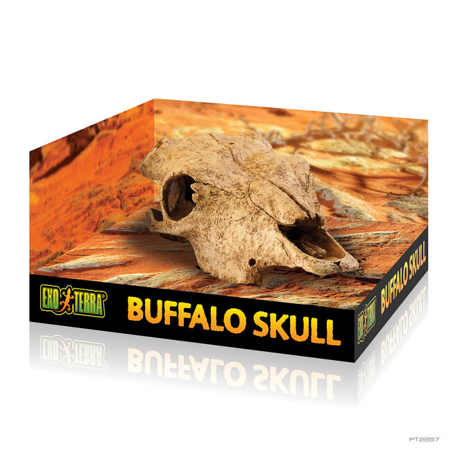 Exo Terra Buffalo Skull