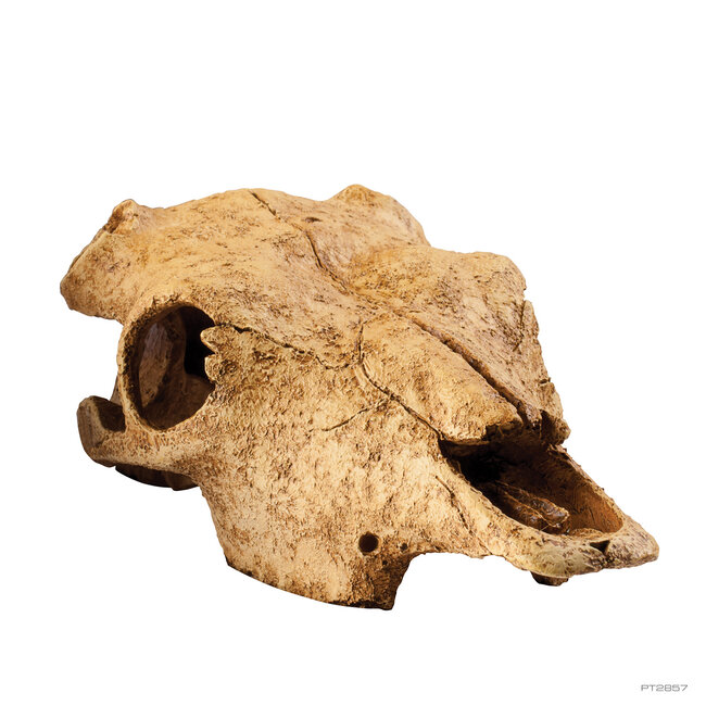 Exo Terra Buffalo Skull