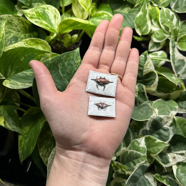 Dry Taxidermy Spiny Orb Weaver, Gasteracantha diardi