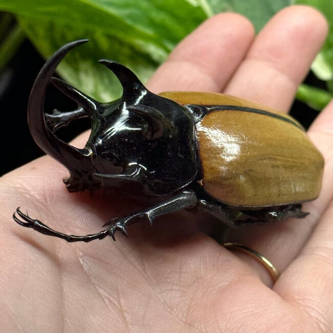 Dry Taxidermy Five-horned Rhinoceros Beetle Male, Eupatorus gracilicornis