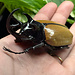 Dry Taxidermy Five-horned Rhinoceros Beetle Male, Eupatorus gracilicornis