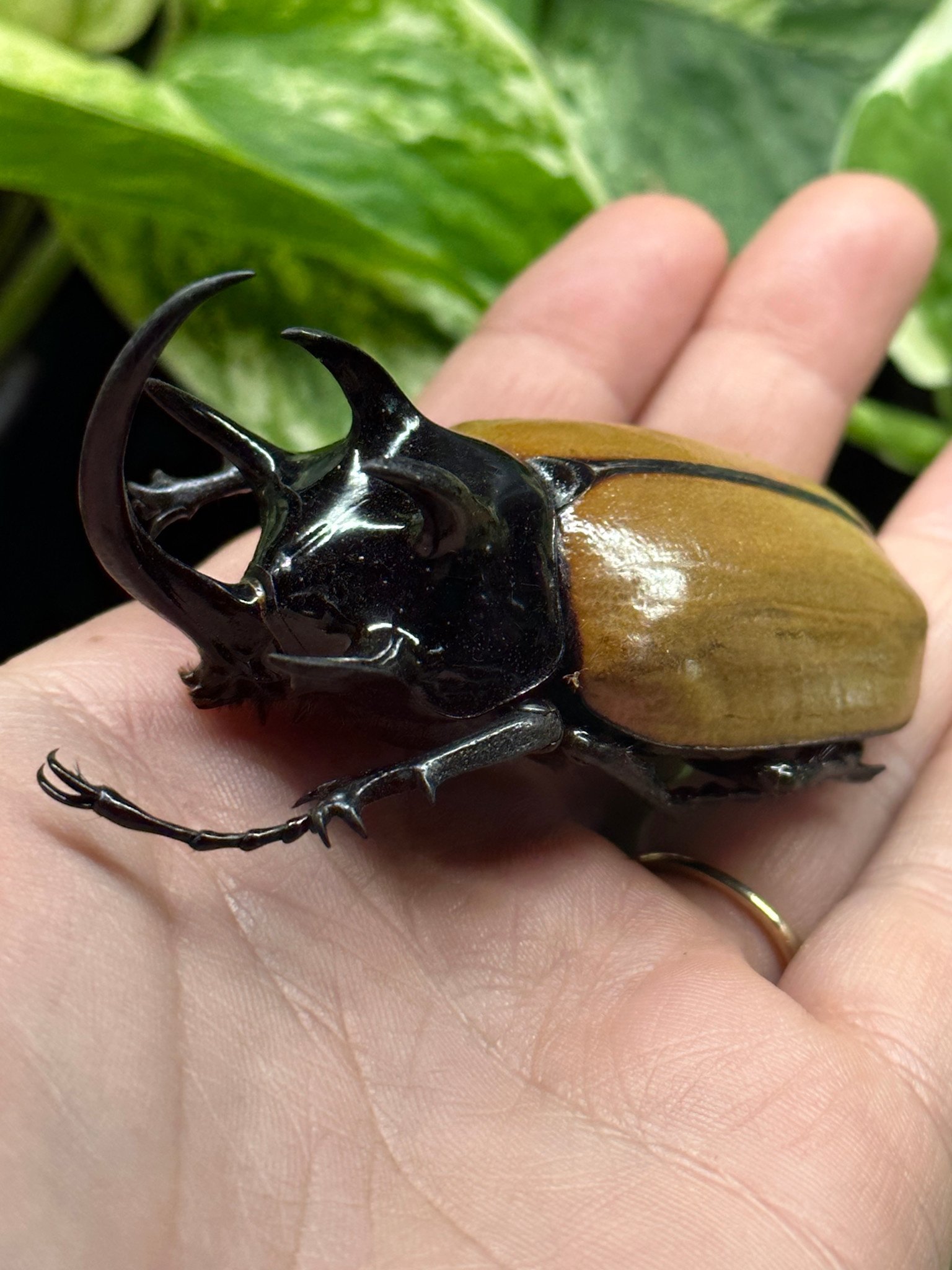 Five-horned Rhinoceros Beetle by Science Photo Library