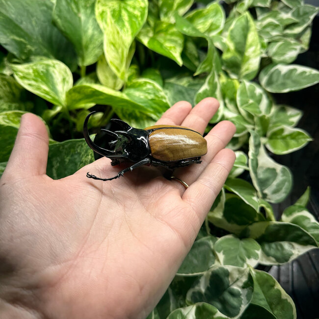 Dry Taxidermy Five-horned Rhinoceros Beetle Male, Eupatorus gracilicornis