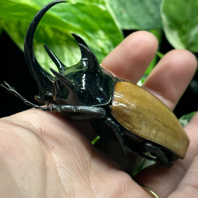 Dry Taxidermy Five-horned Rhinoceros Beetle Male, Eupatorus gracilicornis