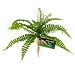 Zoo Med Zoo Med Naturalistic Flora - Sword Fern