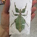 Dry Taxidermy Giant Leaf Insect, Phyllium celebicum