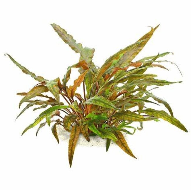 Tropica Cryptocoryne undulatus 'Red' 1-2-GROW!