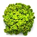 Salvinia minima 'Floating Fern' 1-2-GROW!
