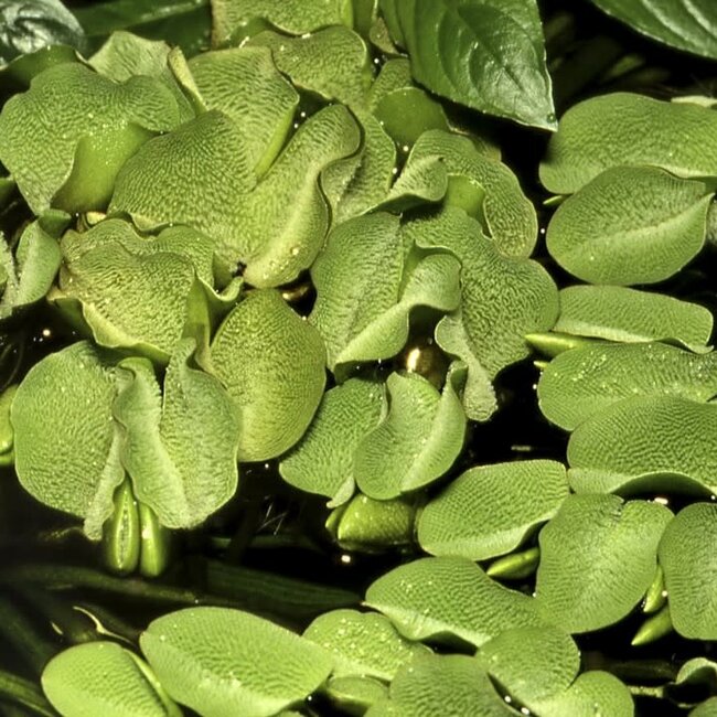 Salvinia minima 'Floating Fern' 1-2-GROW!