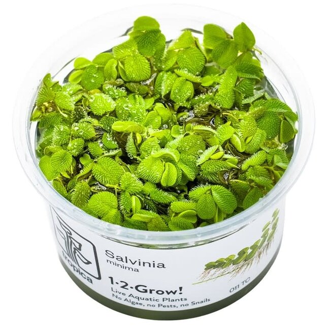 Tropica Salvinia minima 'Floating Fern' 1-2-GROW!