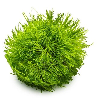 Riccia fluitans, liverwort 1-2-GROW!