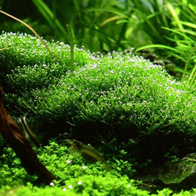 Riccia fluitans, liverwort 1-2-GROW!