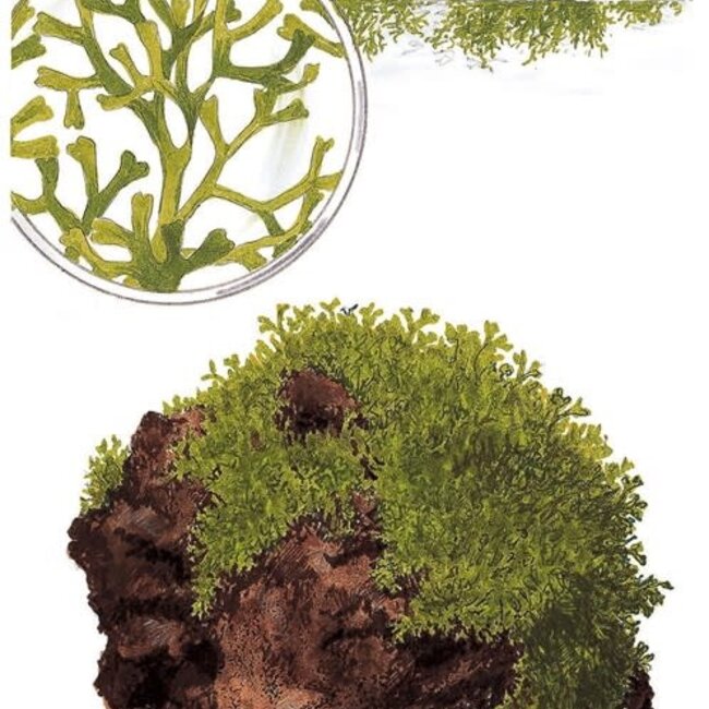 Riccia fluitans, liverwort 1-2-GROW!