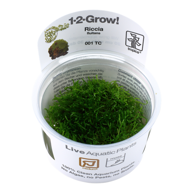 Riccia fluitans, liverwort 1-2-GROW!