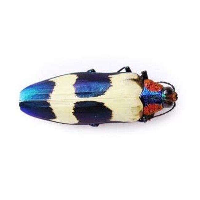 Dry Taxidermy Red Speckled Jewel Beetles, Chrysochroa buqueti rugicollis