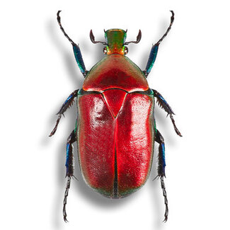 Dry Taxidermy Flower Beetle, Torynorrhina flammea