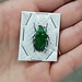 Dry Taxidermy Emerald Euphoria Beetle, Euphoria fulgida