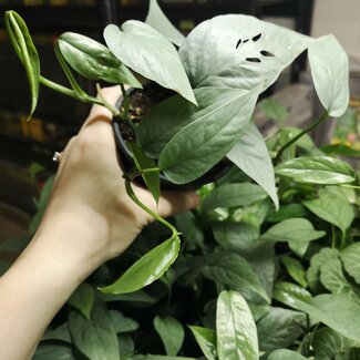 Live Plant Pothos Cebu Blue 4"
