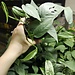Pothos Cebu Blue 4"