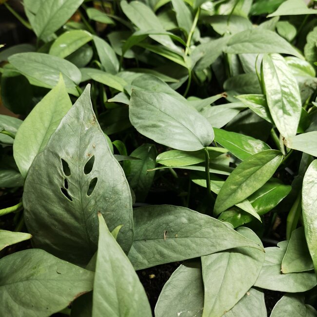 Live Plant Pothos Cebu Blue 4"