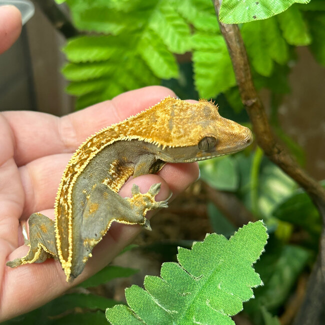 Crested Gecko Frog Butt
