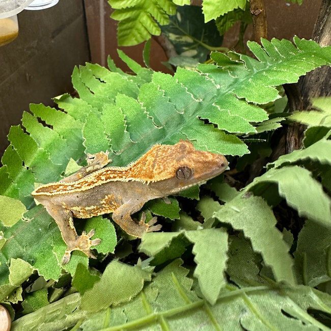 Crested Gecko Frog Butt