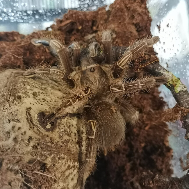 Aphonopelma seemanni Stripe Knee' Tarantula 4" #2