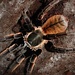 Ornithoctonus aureotibialis 'Thai golden fringe' 1.5" Tarantula