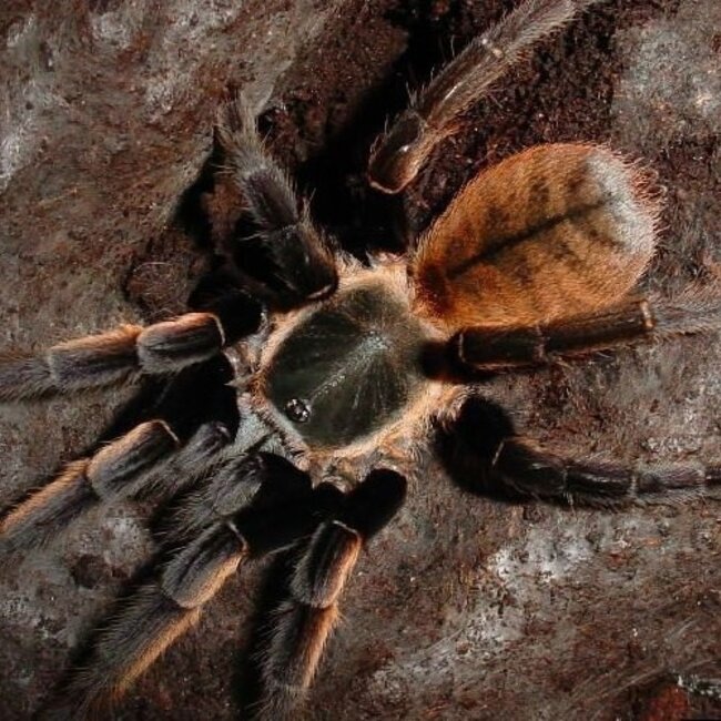 Ornithoctonus aureotibialis 'Thai golden fringe' 1.5" Tarantula