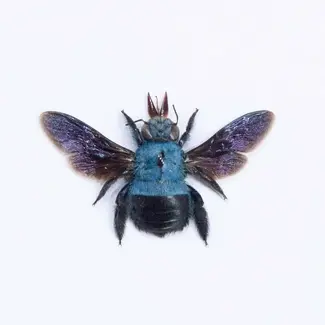 Dry Taxidermy Blue Carpenter Bee, Xylocopa caerulea