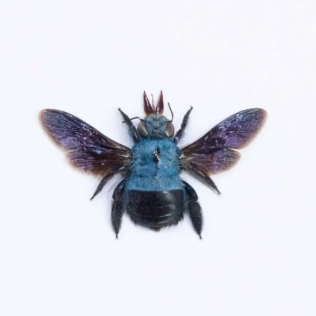 Dry Taxidermy Blue Carpenter Bee, Xylocopa caerulea