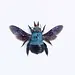 Dry Taxidermy Blue Carpenter Bee, Xylocopa caerulea