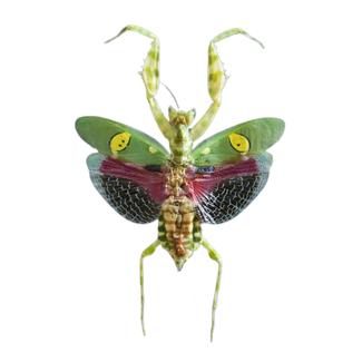 Dry Taxidermy Jeweled Flower Mantis, Creobroter gemmatus