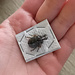 Dry Taxidermy Misc. Small Beetle
