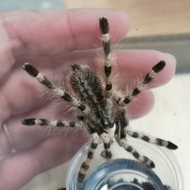 Tarantula Poecilotheria formosa, Salem Ornamental 3.5" Tarantula