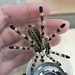 Tarantula Poecilotheria formosa, Salem Ornamental 3.5" Tarantula
