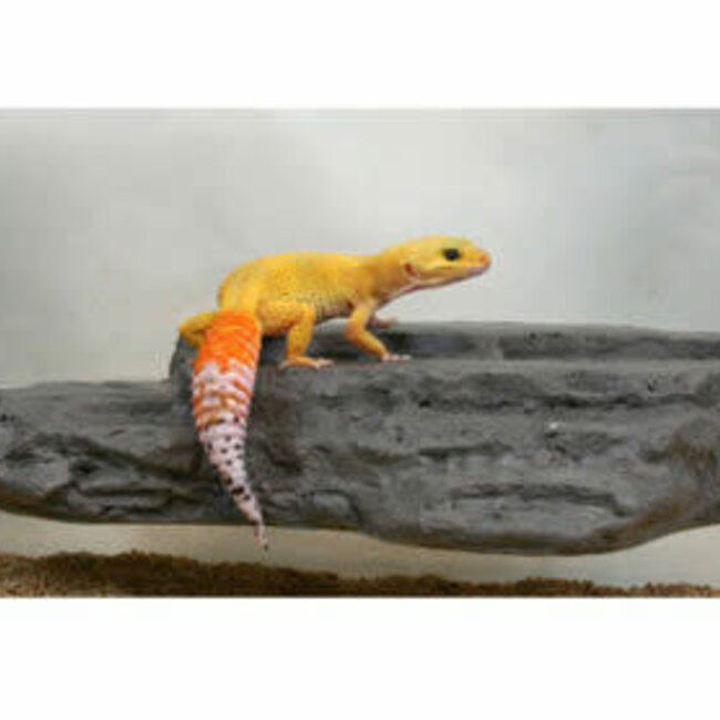 Pet-Tekk MagNaturals Rock Ledge, Medium GRANITE