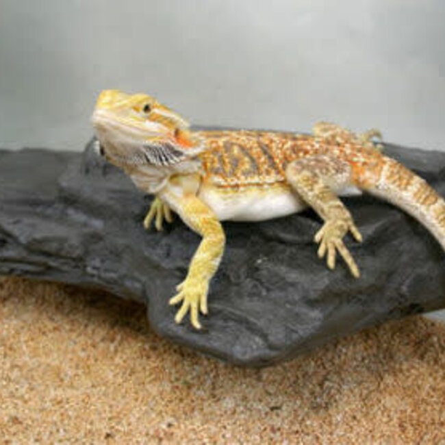 Pet-Tekk MagNaturals Rock Ledge, Medium GRANITE