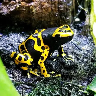 Dendrobates leucomelas, Bumblebee / Yellow Banded
