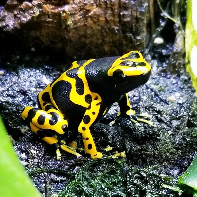 Dendrobates leucomelas, Bumblebee / Yellow Banded