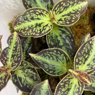 Live Plant Soneralia cantonensis
