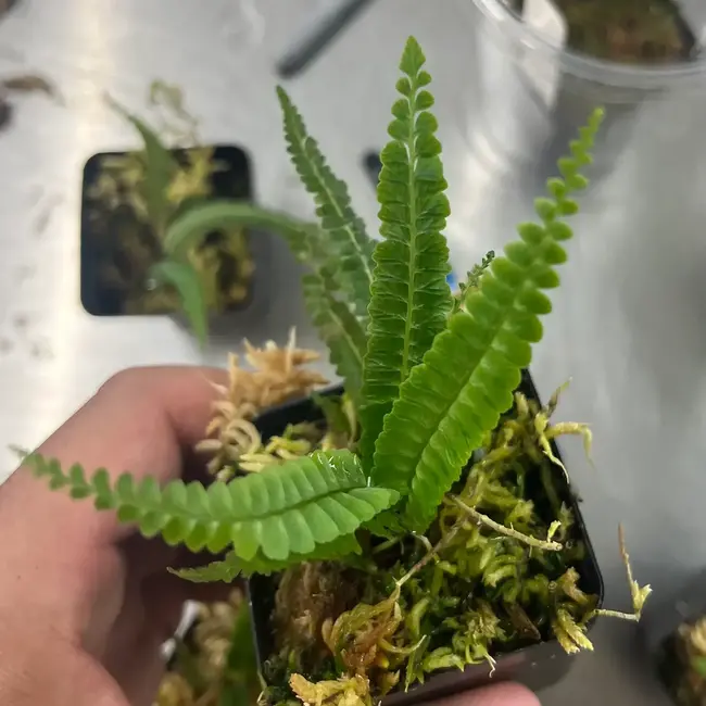 Live Plant Asplenium sp. "Arena Blanca"