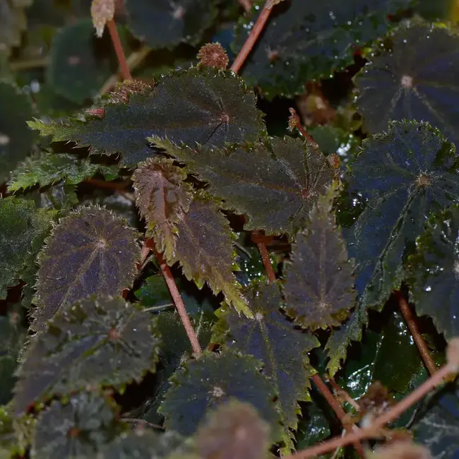 Live Plant Begonia dodsonii "Crispa"